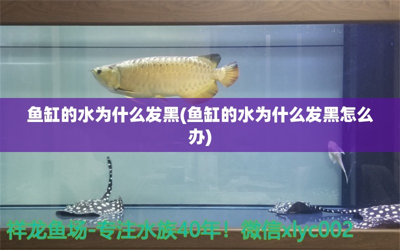 魚(yú)缸的水為什么發(fā)黑(魚(yú)缸的水為什么發(fā)黑怎么辦) 水族維護(hù)服務(wù)（上門(mén)）