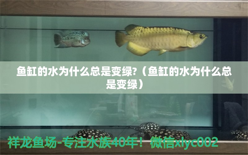 魚缸的水為什么總是變綠?（魚缸的水為什么總是變綠） 蝴蝶鯉魚苗