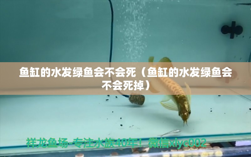 魚缸的水發(fā)綠魚會(huì)不會(huì)死（魚缸的水發(fā)綠魚會(huì)不會(huì)死掉）