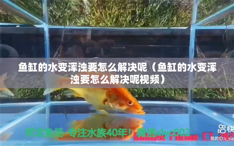 魚缸的水變渾濁要怎么解決呢（魚缸的水變渾濁要怎么解決呢視頻）