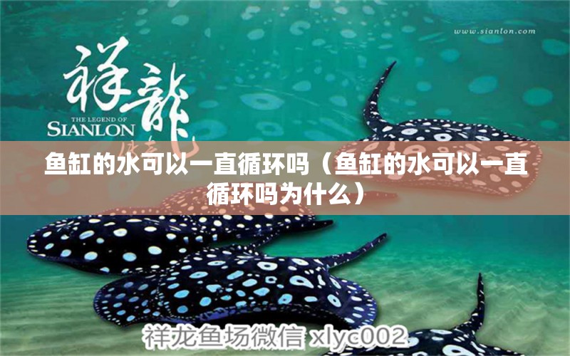 魚缸的水可以一直循環(huán)嗎（魚缸的水可以一直循環(huán)嗎為什么）