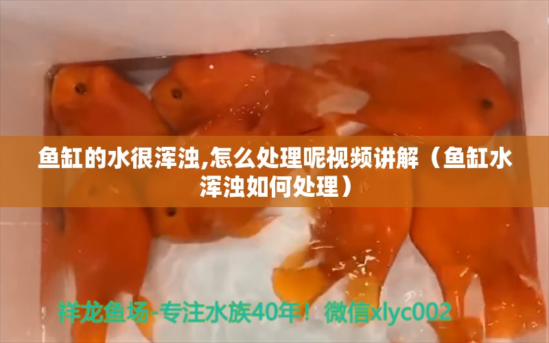 魚缸的水很渾濁,怎么處理呢視頻講解（魚缸水渾濁如何處理）