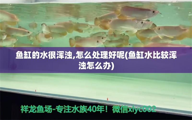 魚缸的水很渾濁,怎么處理好呢(魚缸水比較渾濁怎么辦)