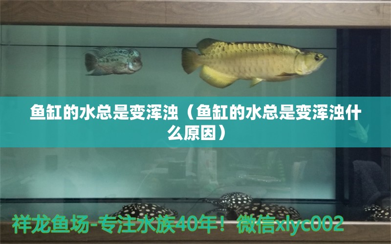 魚缸的水總是變渾濁（魚缸的水總是變渾濁什么原因） 月光鴨嘴魚苗