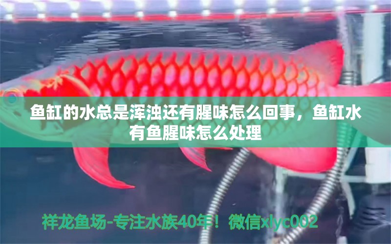 魚缸的水總是渾濁還有腥味怎么回事，魚缸水有魚腥味怎么處理 白子黃化銀龍魚