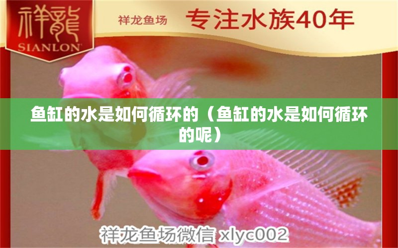 魚(yú)缸的水是如何循環(huán)的（魚(yú)缸的水是如何循環(huán)的呢）