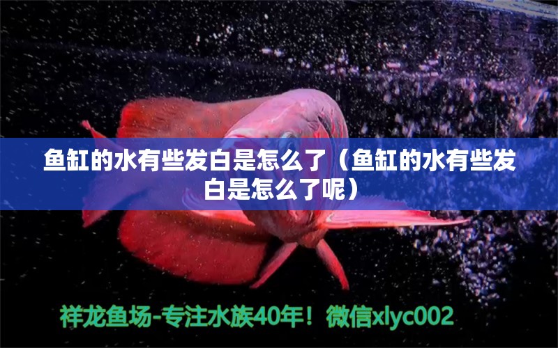 魚缸的水有些發(fā)白是怎么了（魚缸的水有些發(fā)白是怎么了呢）