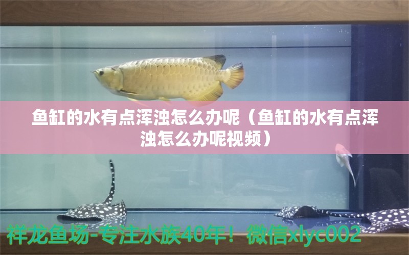 魚缸的水有點(diǎn)渾濁怎么辦呢（魚缸的水有點(diǎn)渾濁怎么辦呢視頻）