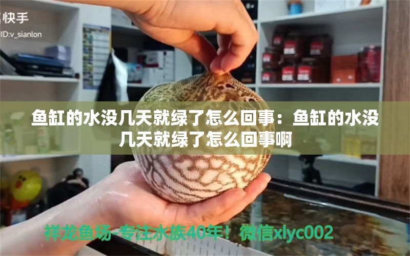 魚缸的水沒幾天就綠了怎么回事：魚缸的水沒幾天就綠了怎么回事啊