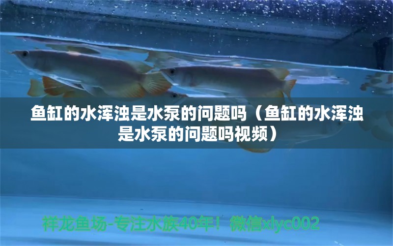 魚缸的水渾濁是水泵的問題嗎（魚缸的水渾濁是水泵的問題嗎視頻）