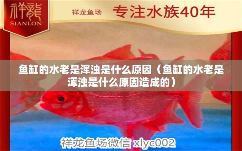 魚缸的水老是渾濁是什么原因（魚缸的水老是渾濁是什么原因造成的）