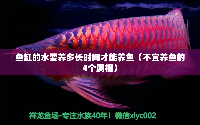 魚缸的水要養(yǎng)多長時間才能養(yǎng)魚（不宜養(yǎng)魚的4個屬相）