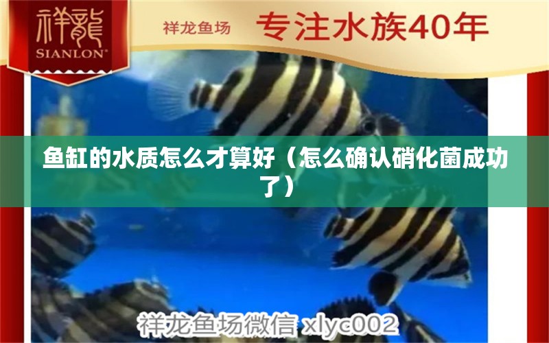 魚(yú)缸的水質(zhì)怎么才算好（怎么確認(rèn)硝化菌成功了） 委內(nèi)瑞拉奧里諾三間魚(yú)苗