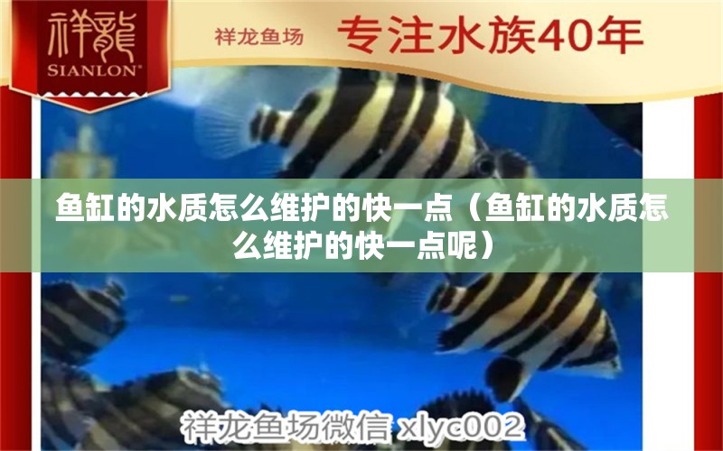 魚(yú)缸的水質(zhì)怎么維護(hù)的快一點(diǎn)（魚(yú)缸的水質(zhì)怎么維護(hù)的快一點(diǎn)呢） 大白鯊魚(yú)苗