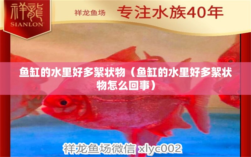 魚缸的水里好多絮狀物（魚缸的水里好多絮狀物怎么回事）