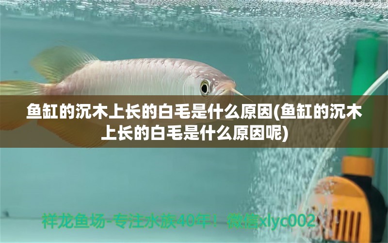 魚缸的沉木上長(zhǎng)的白毛是什么原因(魚缸的沉木上長(zhǎng)的白毛是什么原因呢) 斑馬鴨嘴魚