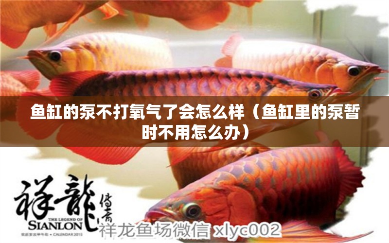 魚缸的泵不打氧氣了會怎么樣（魚缸里的泵暫時不用怎么辦） 廣州觀賞魚批發(fā)市場