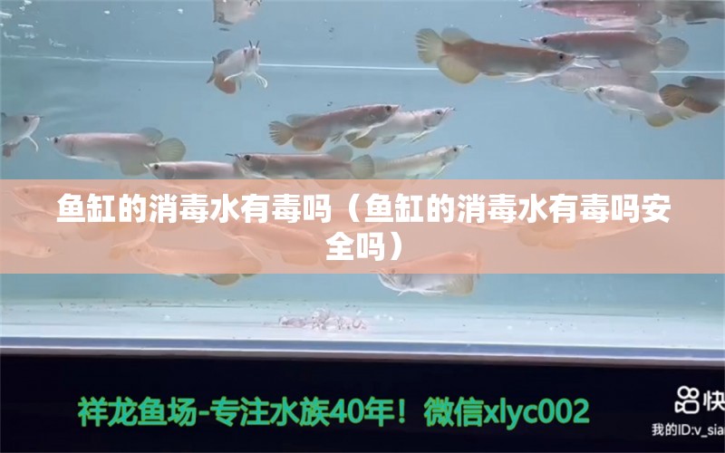 魚缸的消毒水有毒嗎（魚缸的消毒水有毒嗎安全嗎） 觀賞魚市場（混養(yǎng)魚）