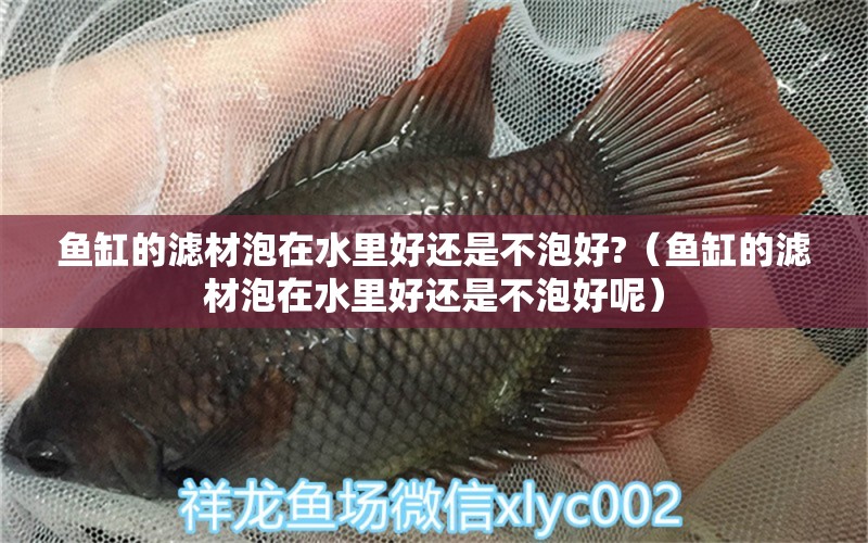 魚缸的濾材泡在水里好還是不泡好?（魚缸的濾材泡在水里好還是不泡好呢）