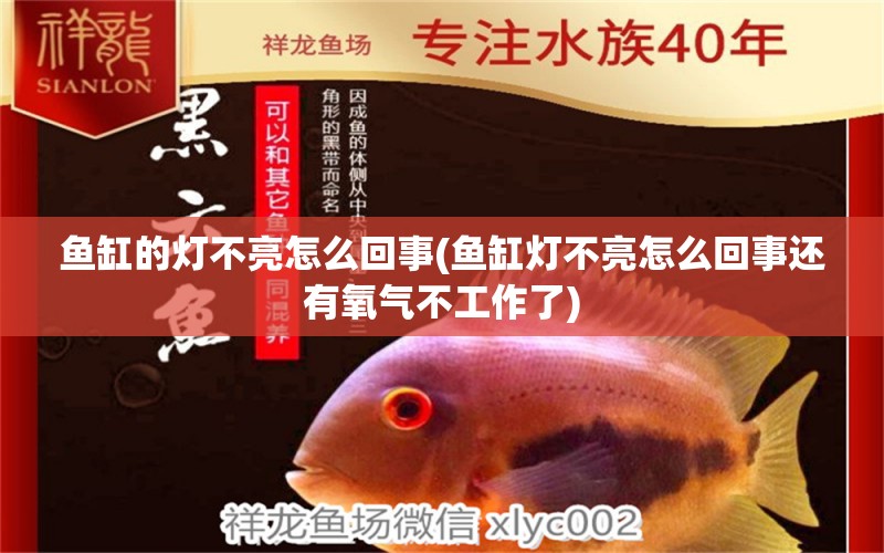 魚缸的燈不亮怎么回事(魚缸燈不亮怎么回事還有氧氣不工作了) 黃金斑馬魚 第1張