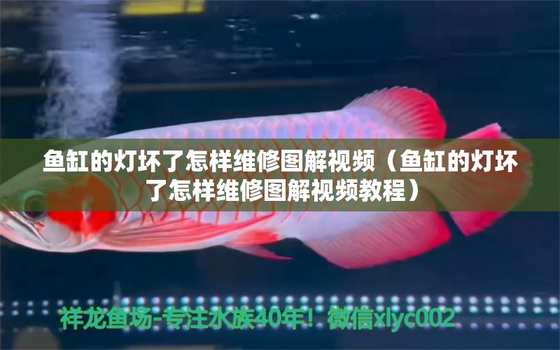 魚缸的燈壞了怎樣維修圖解視頻（魚缸的燈壞了怎樣維修圖解視頻教程）