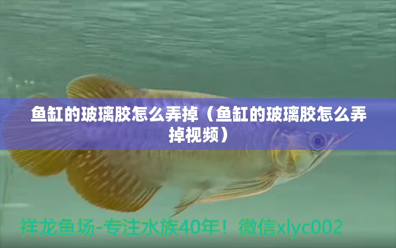 魚缸的玻璃膠怎么弄掉（魚缸的玻璃膠怎么弄掉視頻） 祥龍水族醫(yī)院