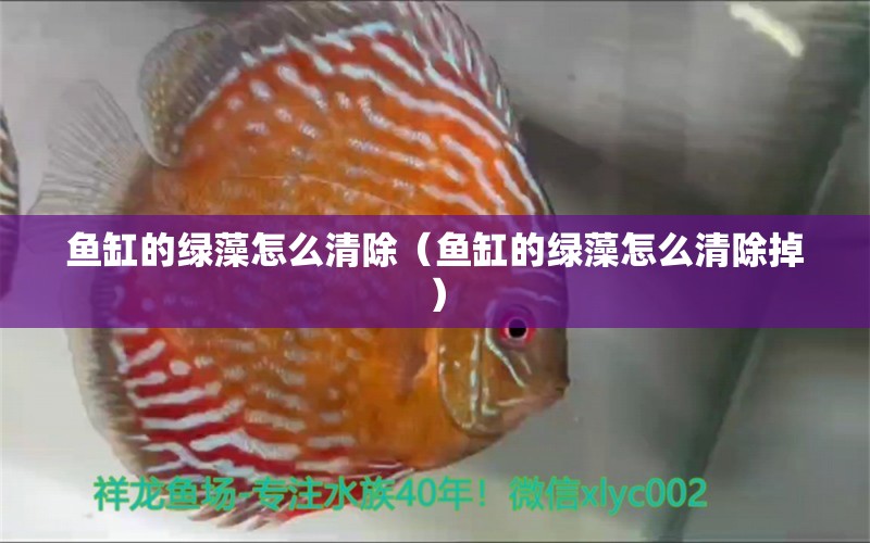 魚缸的綠藻怎么清除（魚缸的綠藻怎么清除掉） 祥龍水族醫(yī)院