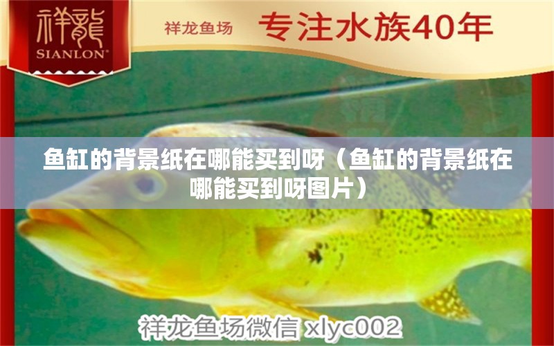 魚缸的背景紙在哪能買到呀（魚缸的背景紙在哪能買到呀圖片）