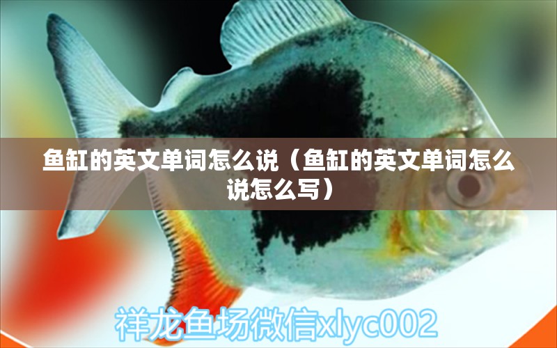 魚缸的英文單詞怎么說（魚缸的英文單詞怎么說怎么寫）