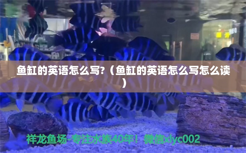 魚缸的英語怎么寫?（魚缸的英語怎么寫怎么讀）