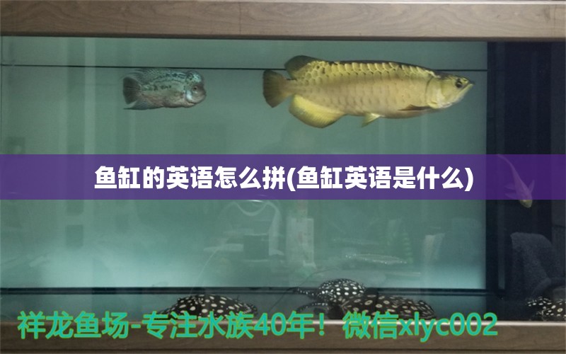 魚缸的英語怎么拼(魚缸英語是什么) 觀賞魚進出口