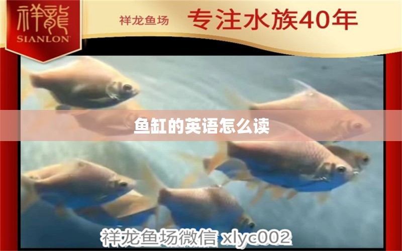 魚缸的英語怎么讀 觀賞魚