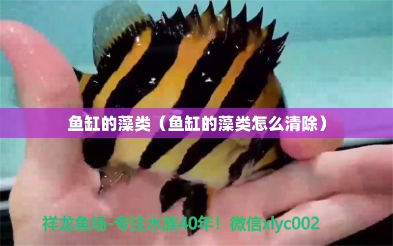 魚缸的藻類（魚缸的藻類怎么清除） 龍魚疾病與治療