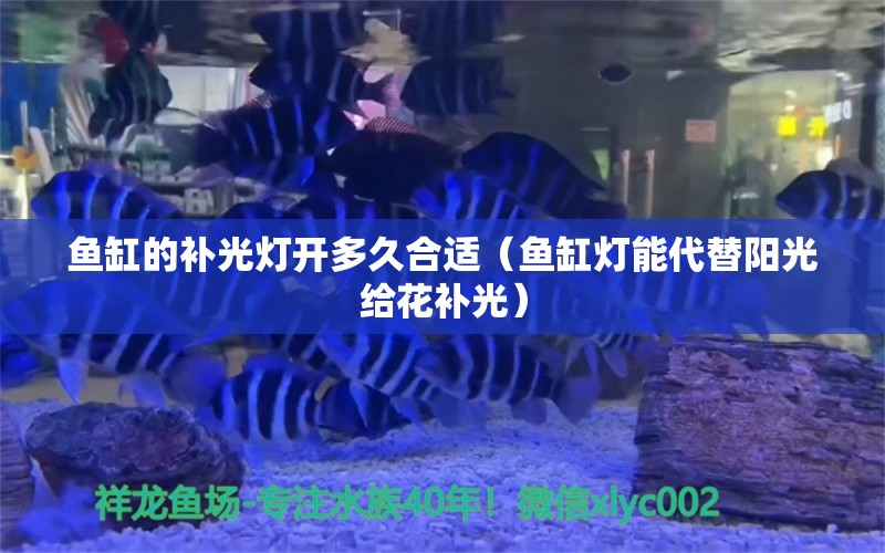 魚(yú)缸的補(bǔ)光燈開(kāi)多久合適（魚(yú)缸燈能代替陽(yáng)光給花補(bǔ)光） 其他品牌魚(yú)缸