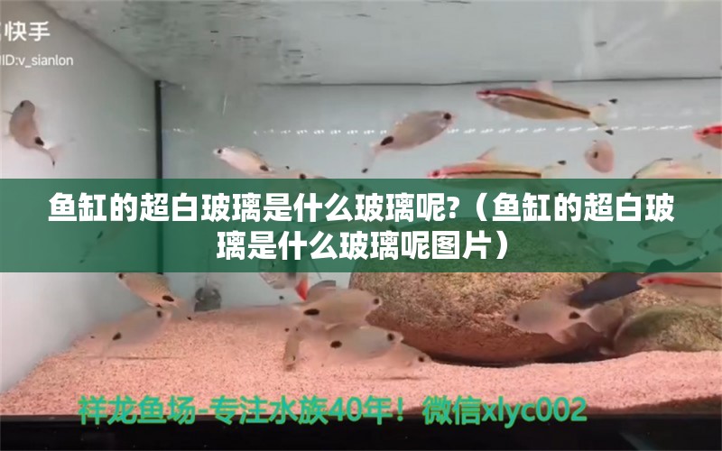 魚缸的超白玻璃是什么玻璃呢?（魚缸的超白玻璃是什么玻璃呢圖片） 祥龍魚場