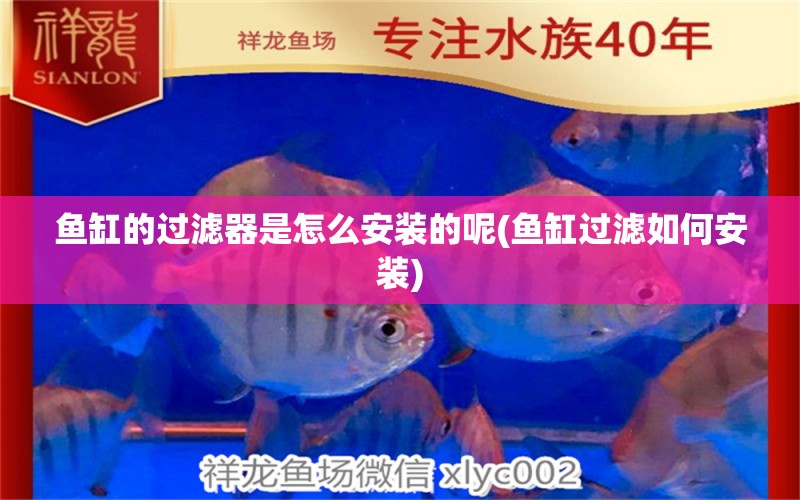 魚缸的過濾器是怎么安裝的呢(魚缸過濾如何安裝) 元寶鳳凰魚