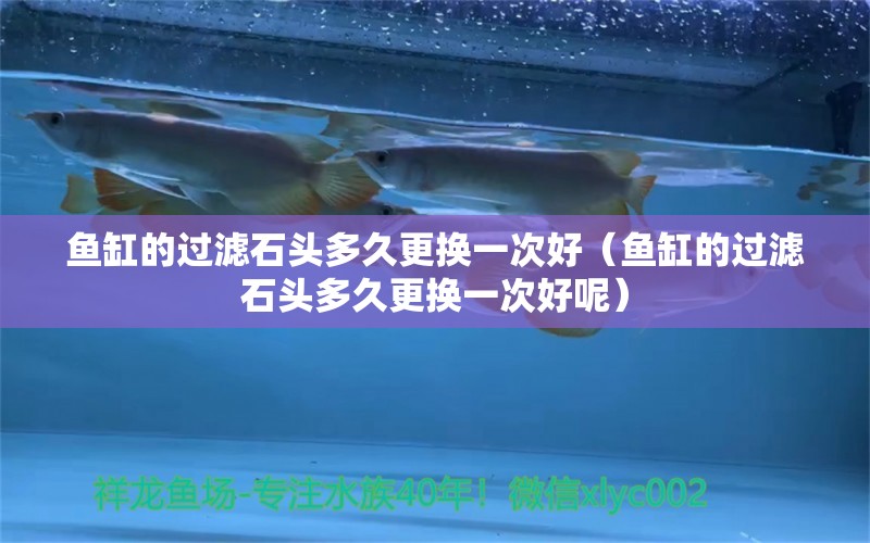 魚缸的過濾石頭多久更換一次好（魚缸的過濾石頭多久更換一次好呢）