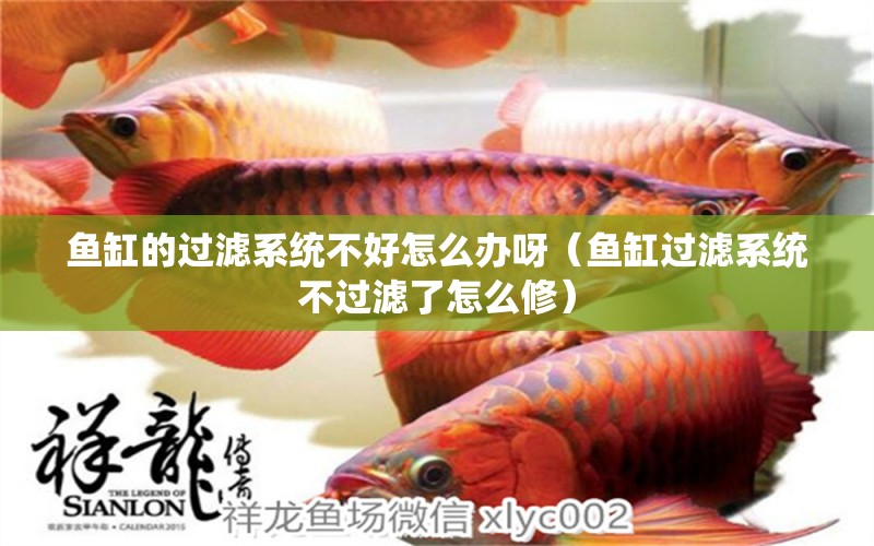 魚缸的過濾系統(tǒng)不好怎么辦呀（魚缸過濾系統(tǒng)不過濾了怎么修） 廣州觀賞魚批發(fā)市場