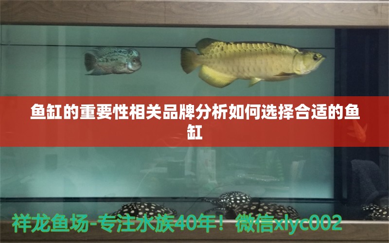 魚缸的重要性相關(guān)品牌分析如何選擇合適的魚缸 一眉道人魚