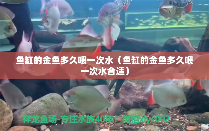 魚缸的金魚多久喂一次水（魚缸的金魚多久喂一次水合適） 觀賞龜/鱉飼料