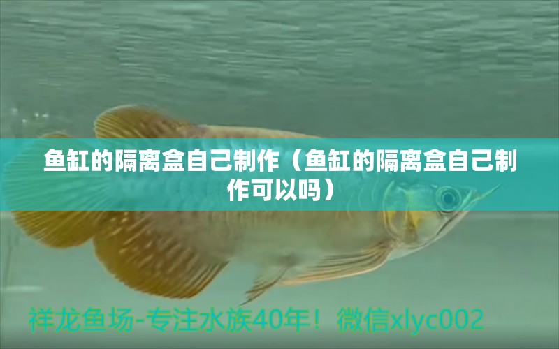 魚缸的隔離盒自己制作（魚缸的隔離盒自己制作可以嗎）