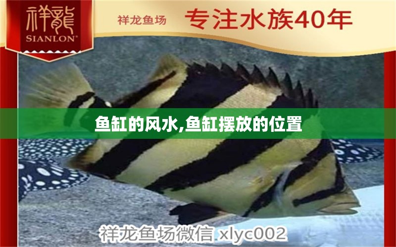 魚(yú)缸的風(fēng)水,魚(yú)缸擺放的位置 魚(yú)缸風(fēng)水