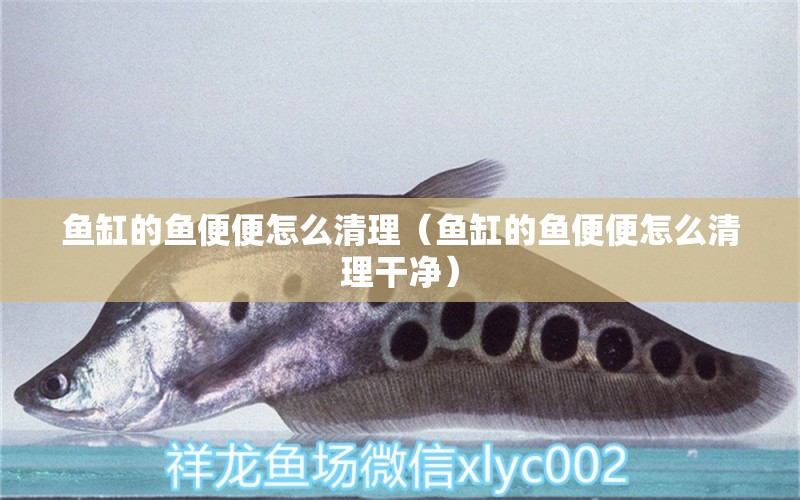 魚缸的魚便便怎么清理（魚缸的魚便便怎么清理干凈）