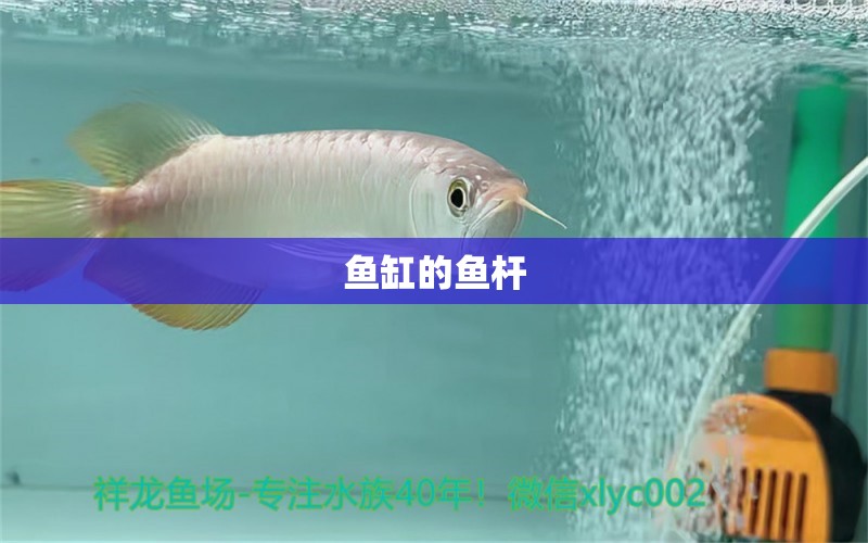 魚缸的魚桿