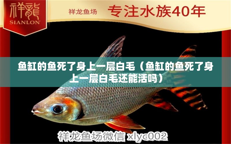 魚缸的魚死了身上一層白毛（魚缸的魚死了身上一層白毛還能活嗎）