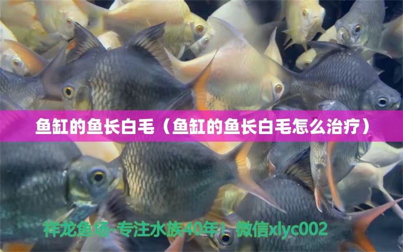 魚缸的魚長白毛（魚缸的魚長白毛怎么治療） 其他品牌魚缸