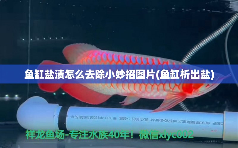 魚缸鹽漬怎么去除小妙招圖片(魚缸析出鹽)