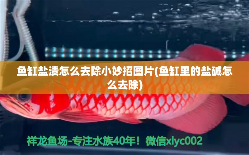 魚缸鹽漬怎么去除小妙招圖片(魚缸里的鹽堿怎么去除)