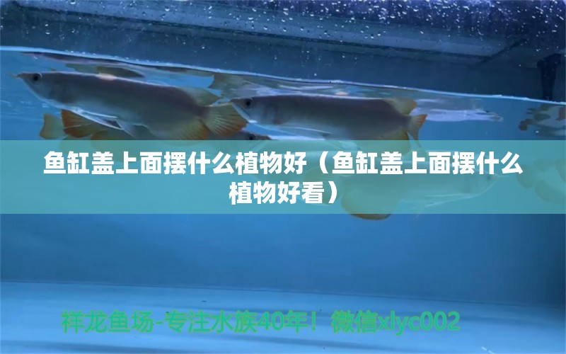 魚缸蓋上面擺什么植物好（魚缸蓋上面擺什么植物好看）