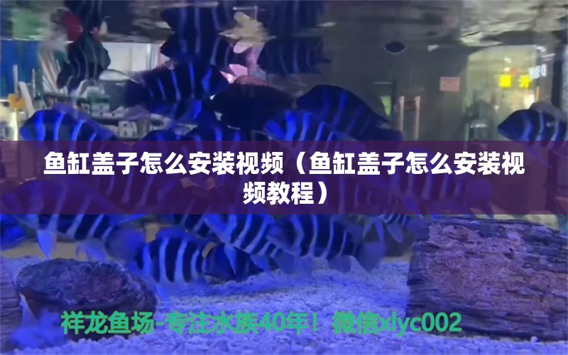 魚缸蓋子怎么安裝視頻（魚缸蓋子怎么安裝視頻教程） 養(yǎng)魚知識